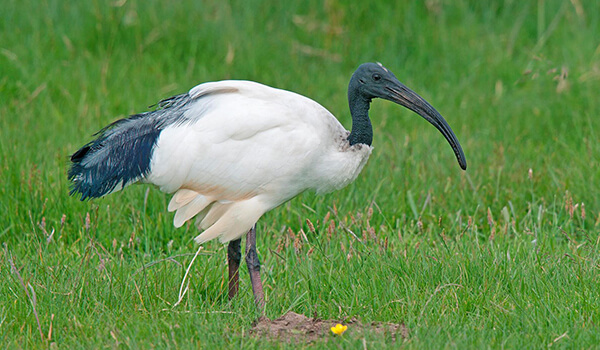 Photo: African sacred ibis