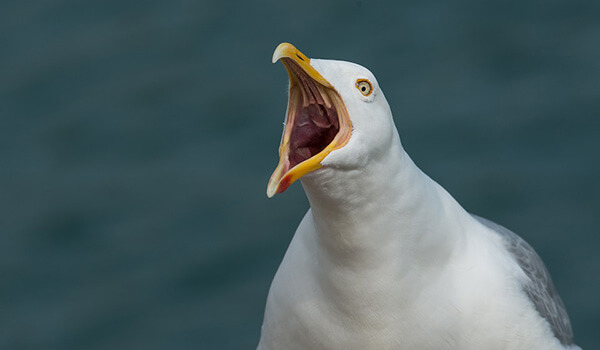 Photo: Seagull bird
