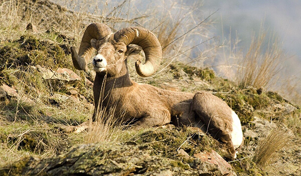 Photo: Wild Mountain Sheep