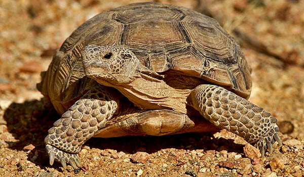 Photo: Land turtle