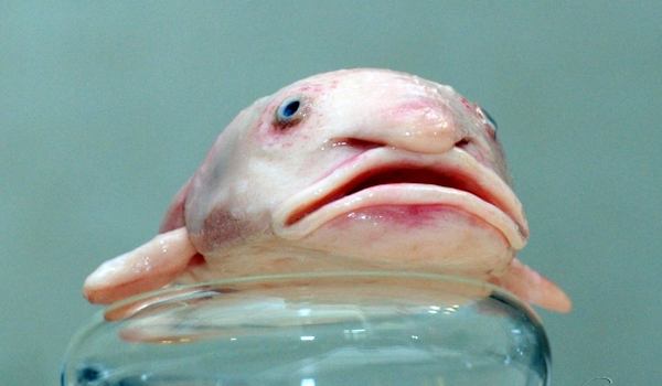 Photo: Blobfish swimming