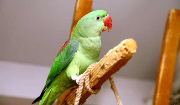 Photo: Alexandrian parrot bird