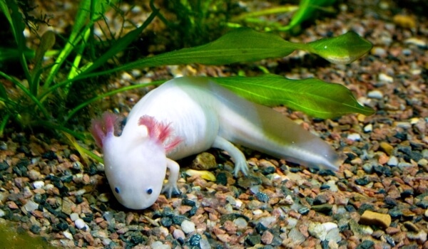 Photo : Axolotl amphibie