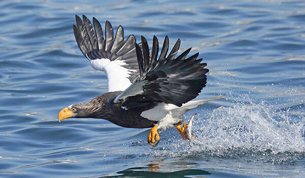 Foto: Steller's águila marina