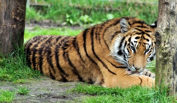 Photo: Indian Bengal Tiger