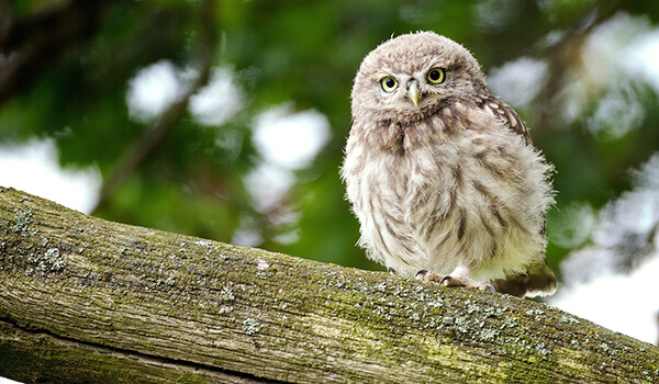 Photo: Owl bird