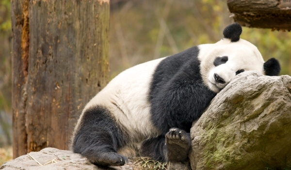Foto: Livro Vermelho do Panda Gigante