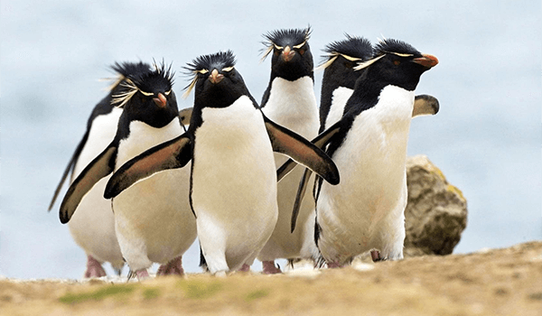 Photo: Crested Penguin Family