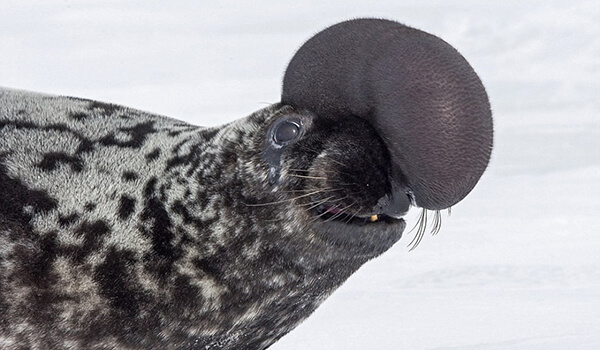 Foto: Como é uma foca encapuzada