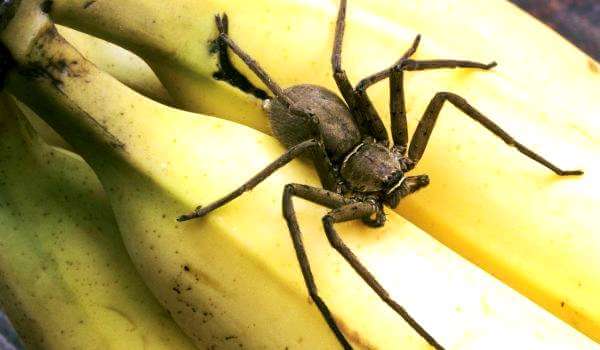 Photo: Banana Spider