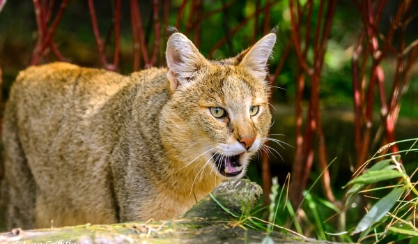 Photo: Wild jungle cat