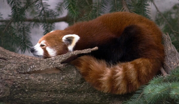 Photo: Little red panda from the Red Book