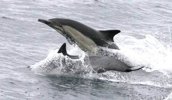 Photo: Red Book white-faced dolphin