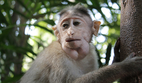 Foto: O que parece um macaco like