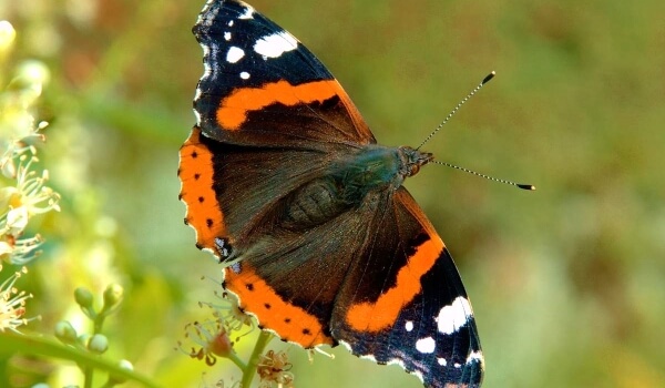 Foto: Butterfly Admiral