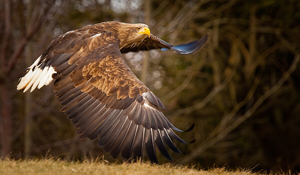 Photo: White-tailed Eagle
