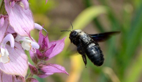 Photo: Carpenter Bee Insect