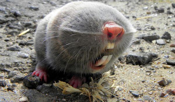 Foto : Dyr kæmpe muldvarp rotte