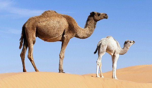 Foto de reprodução de camelo corcunda