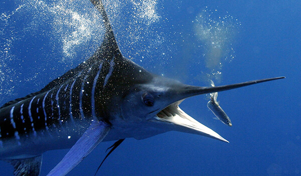 Photo: Marlin in the Atlantic Ocean