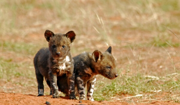 Photo: Wild Dog Cubs