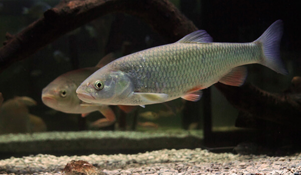 Photo: What a dace looks like