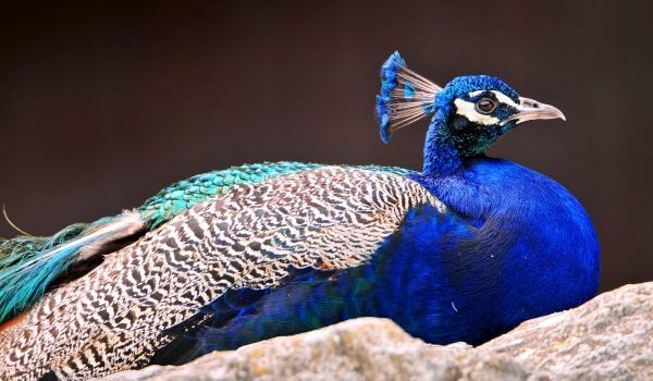 Photo: Peacock in India