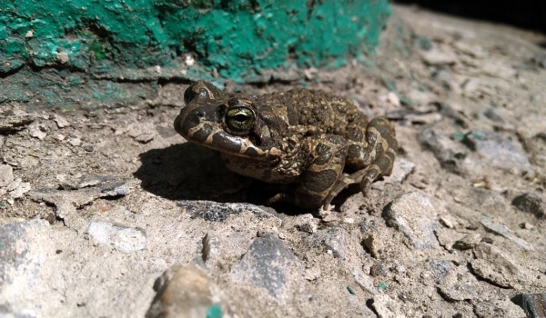 Photo: Ground toad amphibian