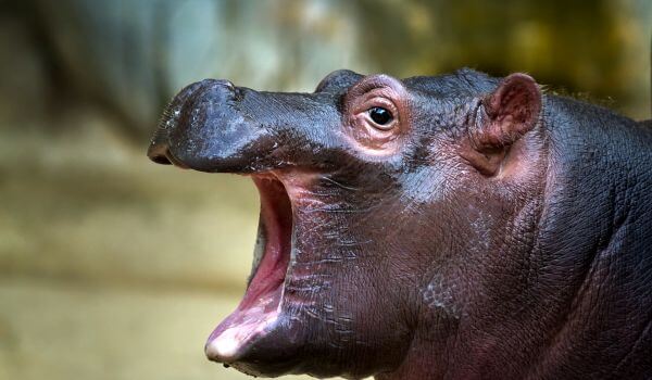 Foto: Bebê hipopótamo