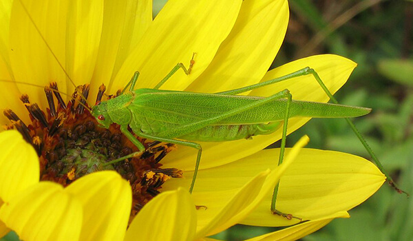 Foto: Green Grasshopper