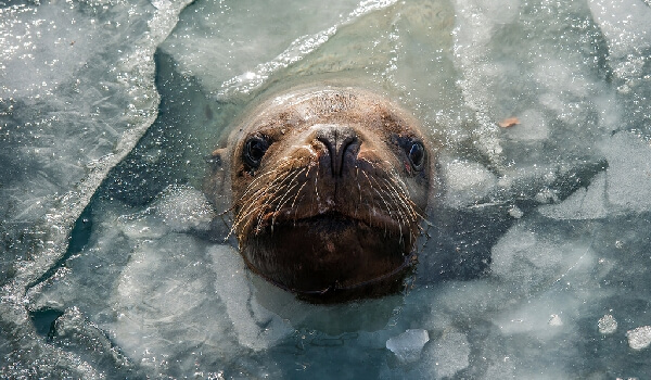 Photo: An eared seal, aka a sea lion
