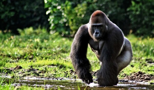 Foto: Gorila Animal