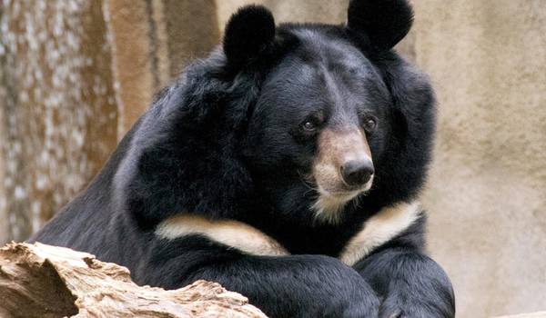 Photo : Livre rouge de l'ours à poitrine blanche