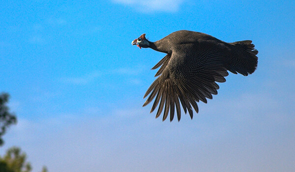 Photo: Guinea fowl in flight