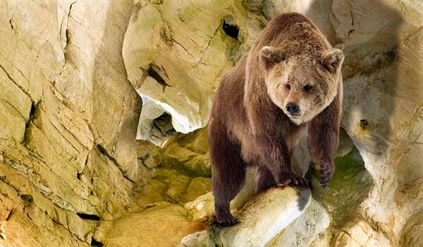 Foto: Cave bear in Eurasia 