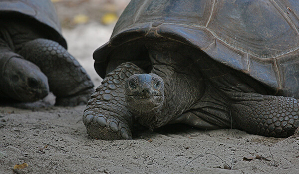 Foto: Reuzenschildpad uit het Rode Boek