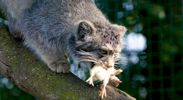 photo of a wild animal manul