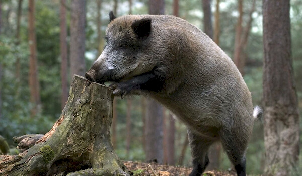 Photo: Wild boar in the forest