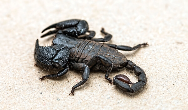 Photo : Scorpion impérial