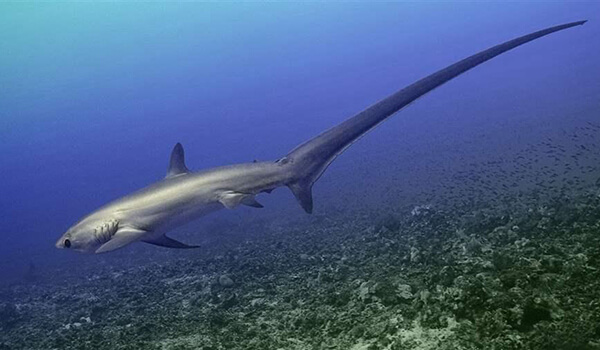 Photo: Bigeye shark