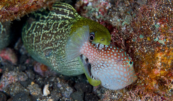 Foto: Sea Moray Fish