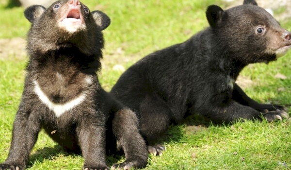 Vitbröstad björnuppfödning