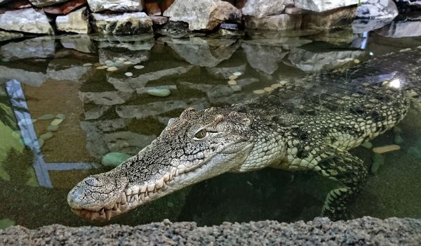 Photo: Red Book Nile crocodile