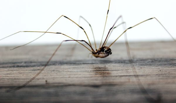 Photo: Dangerous Harvest Spider
