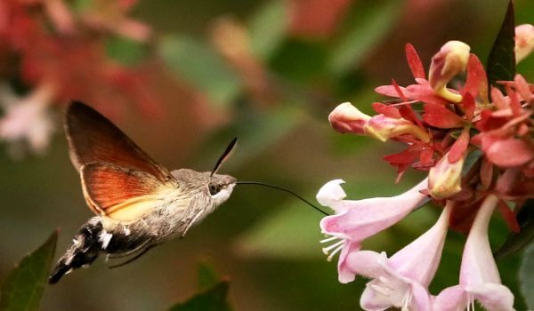 Photo: Hawk Moth hummingbird-like