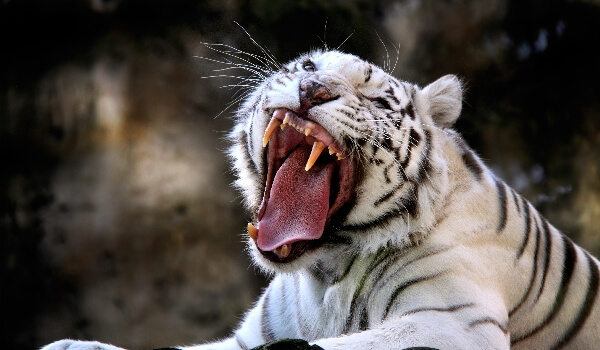 Photo: White Tiger Red Book