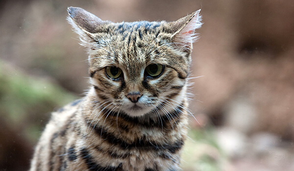 Photo: Black-footed cat from Africa