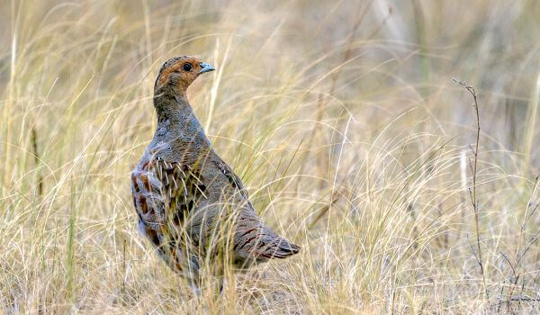 Photo: Gray partridge in nature