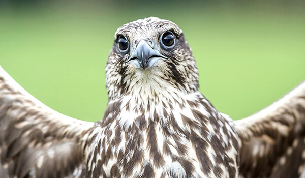 Photo: Saker Falcon in Russia