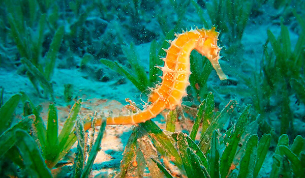 Foto: Orange Seahorse